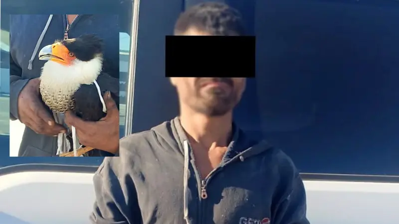 Detienen en Tlajomulco a hombre por posesión de un halcón caracara