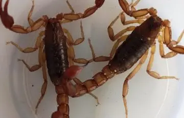 Ocupa muerte por picadura de alacrán primer lugar en Michoacán