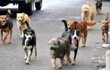 Aplican primeras sanciones por maltrato de mascotas en Río Blanco