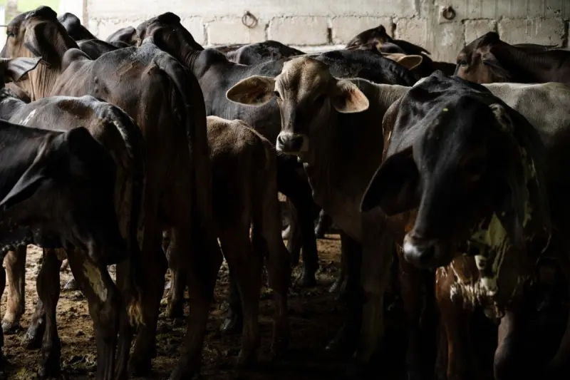 Confirman más de 13 casos de gusano barrenador en Querétaro; piden vigilancia en animales