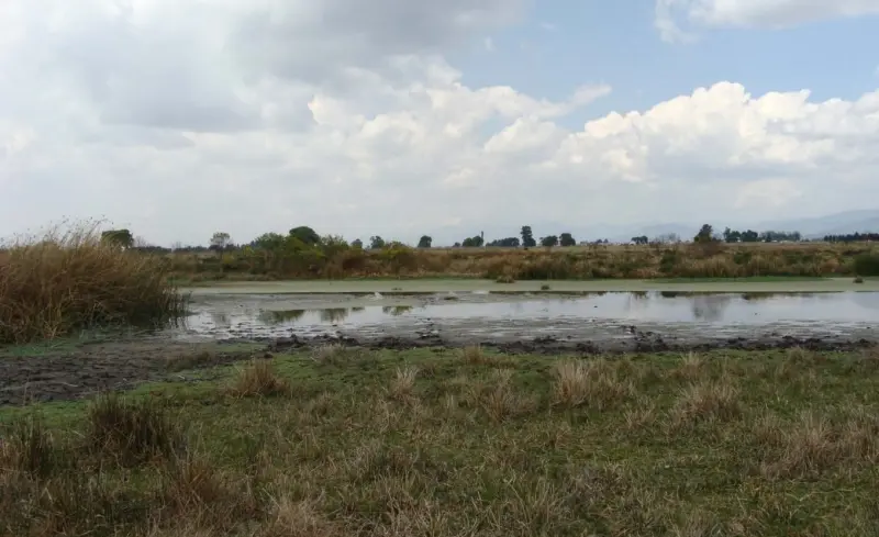Apuesta el Edomex por soluciones naturales para sanear el Río Lerma