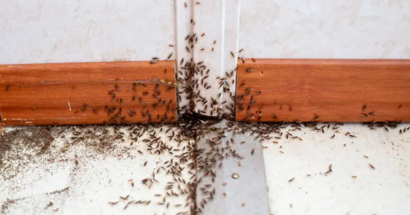 ¿Por qué hay hormigas en mi casa? Brujería, envidia y su significado espiritual