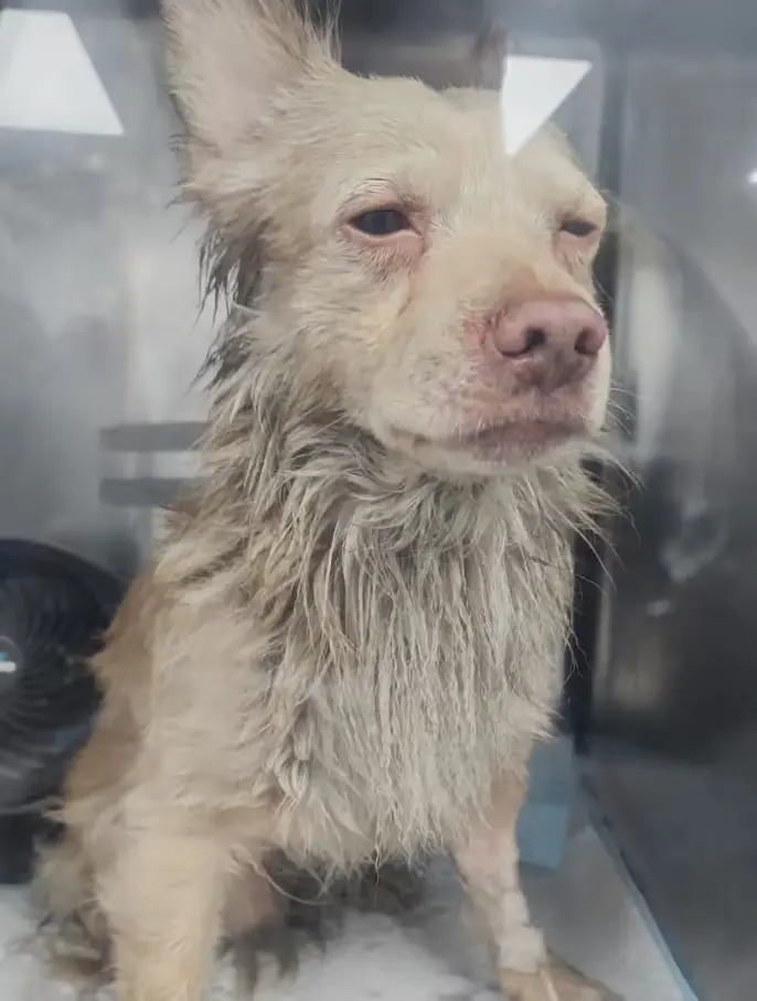 Se incendia vivienda con 10 perros en su interior; cuatro murieron