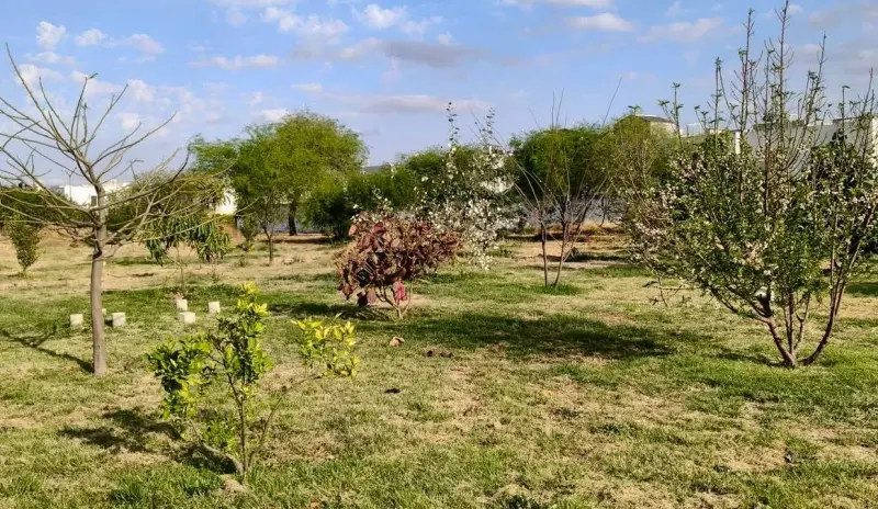 Piden vecinos frenar subasta de predio en Puerta de Piedra