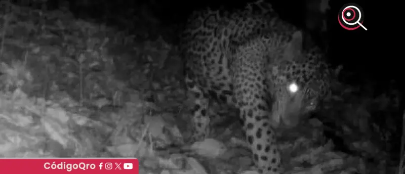 Guanajuato registra por vez primera la presencia del jaguar