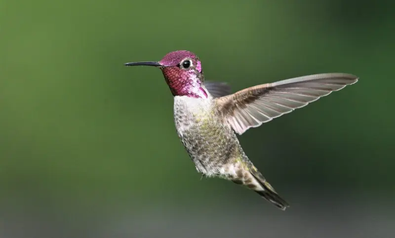 Advierte Profepa cárcel por capturar o matar colibríes en México