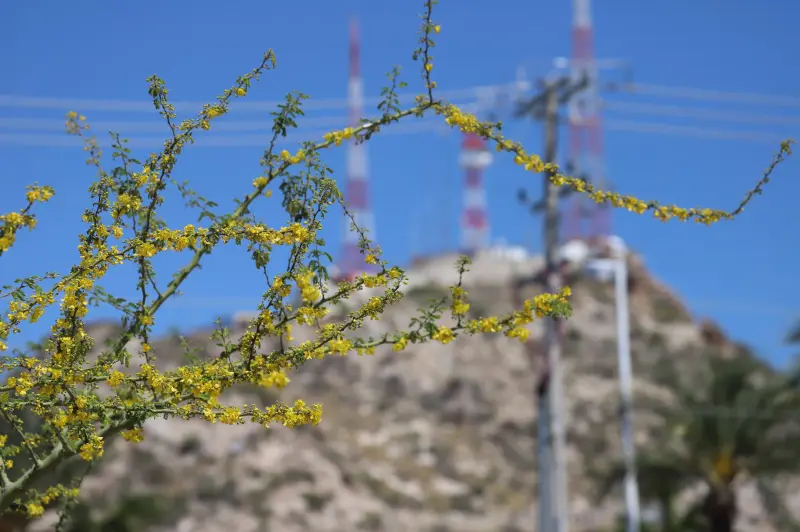 Se acerca la primavera en Sonora y el frío se despide: vuelven los días calurosos con temperaturas cercanas a los 40°C