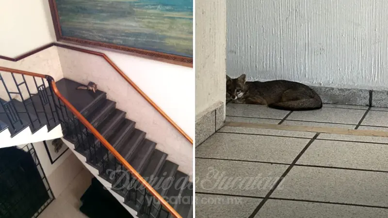 Sorprende zorro gris yucateco al aparecer en oficinas del Diario de Yucatán | FOTOS