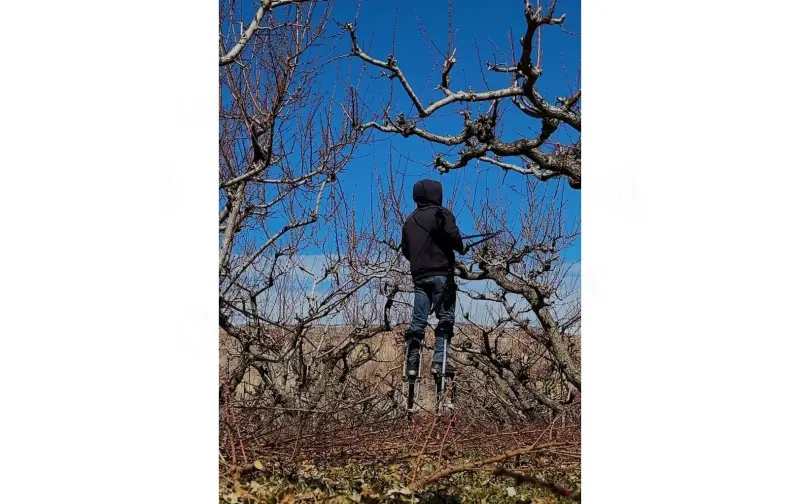 Para paliar la escasez de mano de obra agrícola, la administración Trump recurre a los trabajadores migrantes