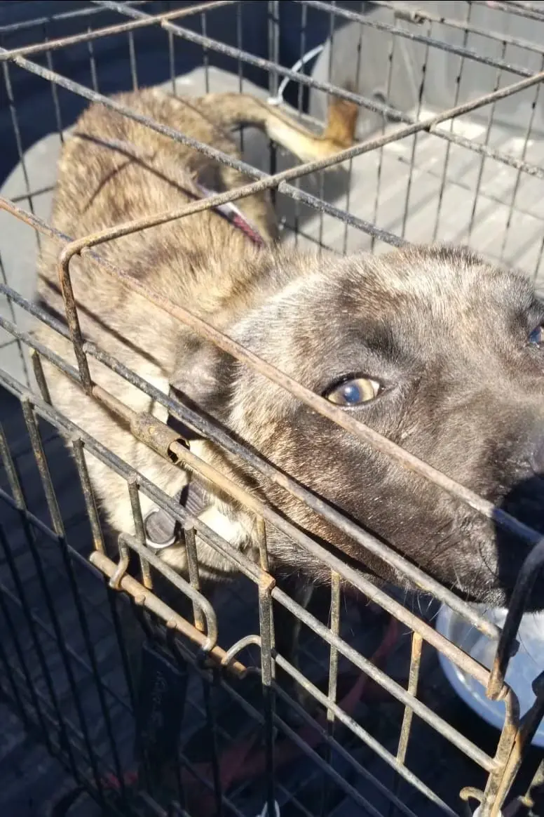 Rescatan a perro desnutrido y amarrado tras denuncia por maltrato en Ensenada