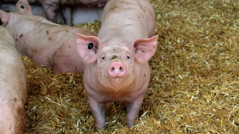 Profepa clausura granja porcícola en Yucatán por contaminación del manto acuífero