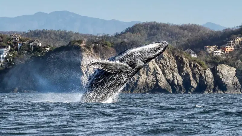 Más de 2 mil ballenas jorobadas toman la Costa de Oaxaca