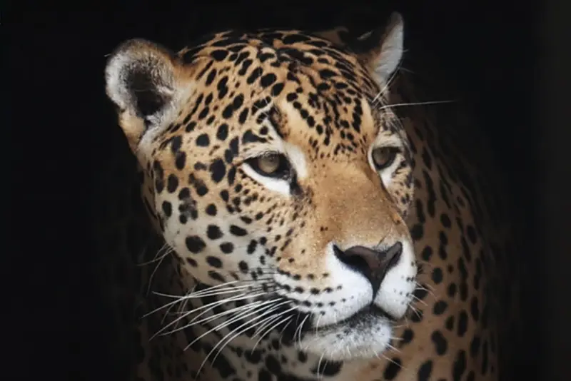 ‘Depredador fundamental’: Guanajuato registra la presencia de un jaguar por primera vez en Sierra Gorda