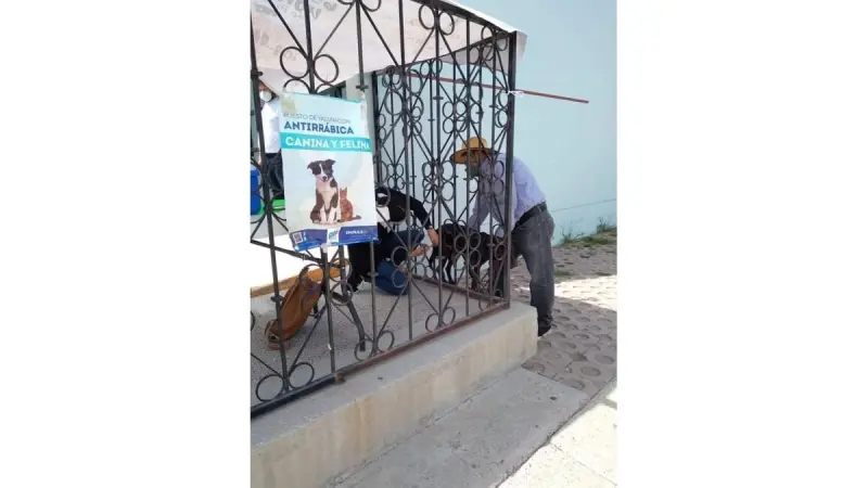 Pueblos del Rincón participarán en la Semana Nacional de Vacunación Antirrábica para perros y gatos