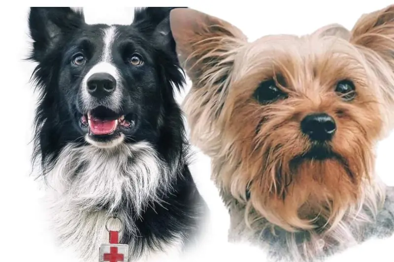 Caso Athos y Tango vuelve a causar indignación por posible reducción de condena