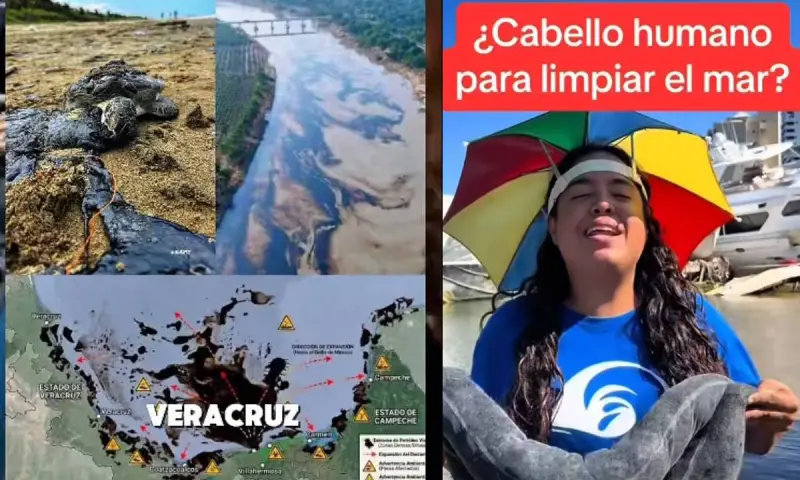 Piden apoyo para recolectar cabello y pelo para limpiar derrame de petróleo en Veracruz: Cómo funciona esta técnica y qué materiales se necesitan para ayudar a proteger el Golfo de México