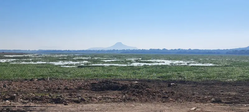 Sin fecha para trituradoras en presa Endhó; sigue emergencia por lirio