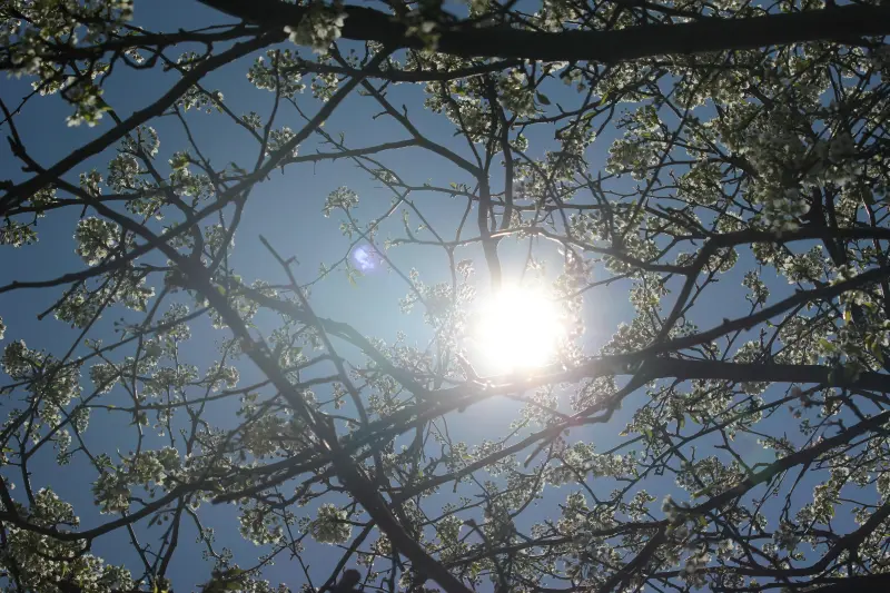 Mientras haya en el mundo primavera, ¡habrá poesía!