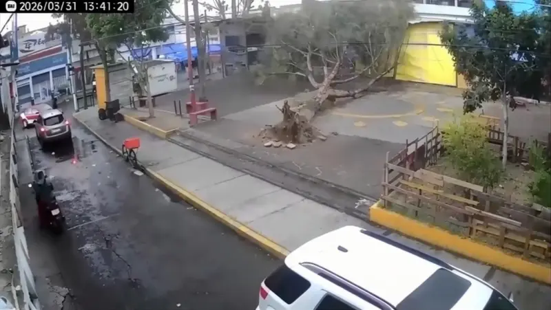 Derriba viento árbol en Ecatepec; no hay lesionados