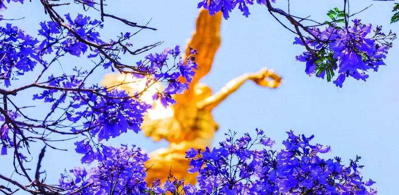 Jacarandas abren pétalos y colorean a CDMX