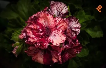 Cultivo de geranio en Tingambato, trabajo de hombres y mujeres