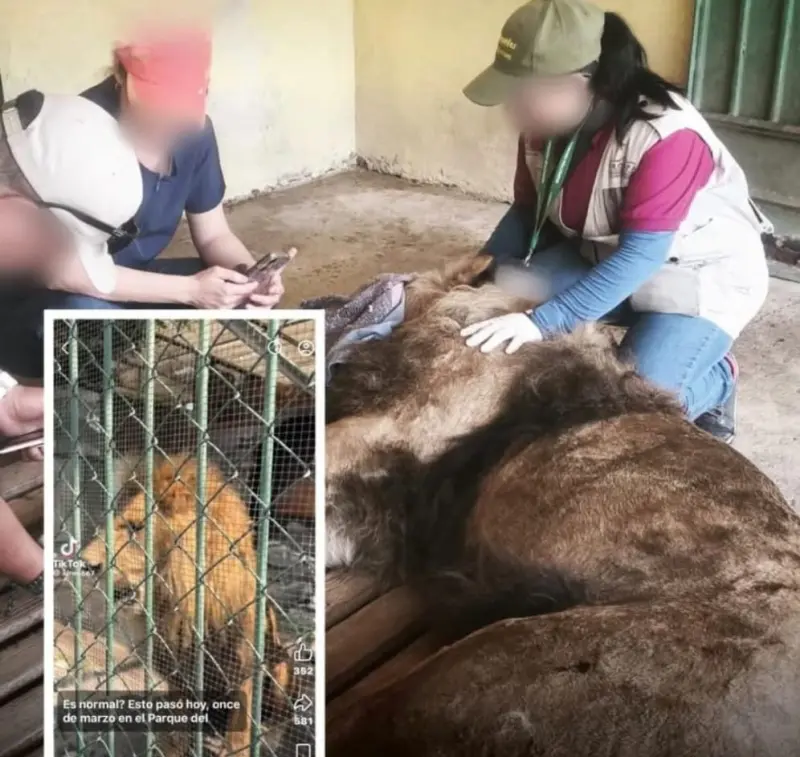 Verifica Profepa estado de salud de león en zoológico de Nezahualcóyotl