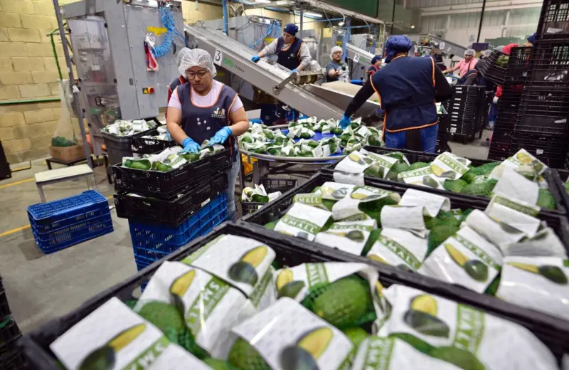 El reinado del aguacate mexicano bajo presión de Perú y Colombia
