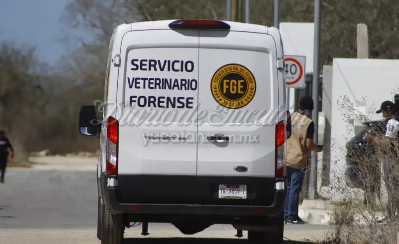 Servicio Veterinario Forense en Yucatán: ¿qué es el Sevefo y cómo interviene en casos de maltrato animal?
