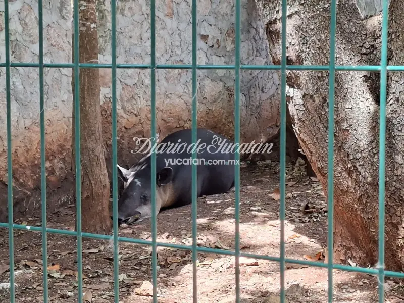 El Zoológico de La Reina en Tizimín da la bienvenida a la primavera: reporta varios nacimientos