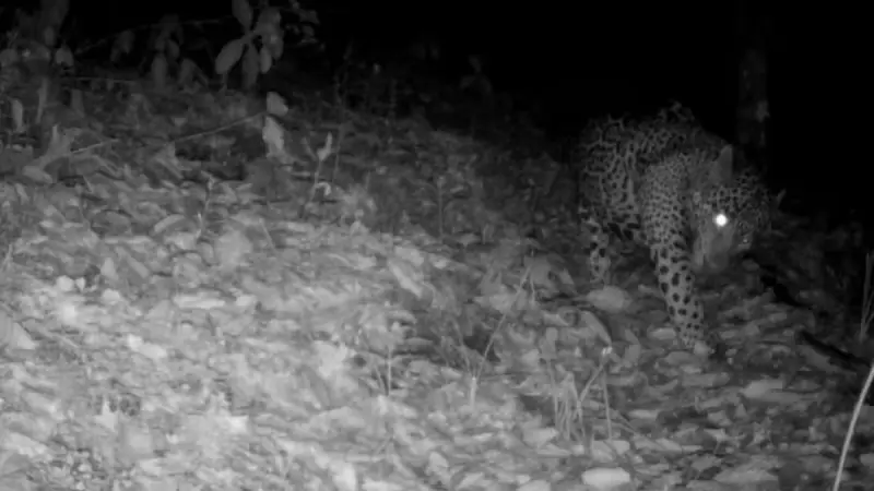 Inédito avistamiento en Guanajuato: Captan por primera vez a un jaguar en la Sierra Gorda