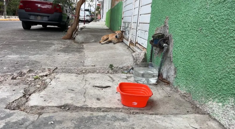 Denuncian supuesto envenenamiento masivo de perros y gatos en Chiapas