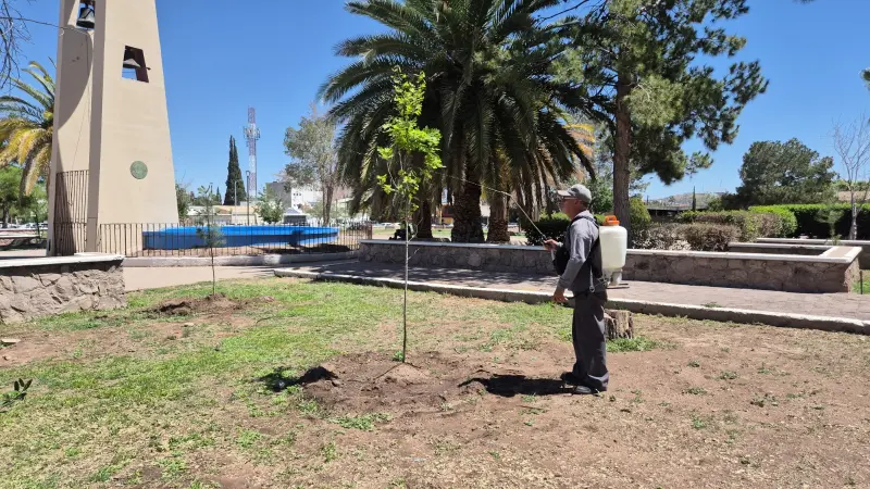 Emiten recomendaciones para cuidar árboles en primavera