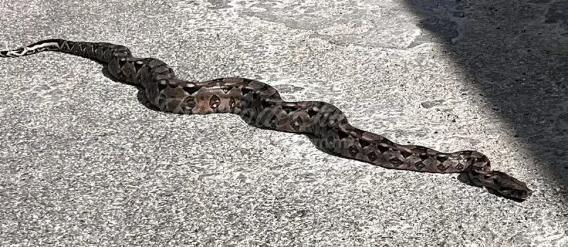 Hallan boa constrictor en calles de Valladolid | Fotos