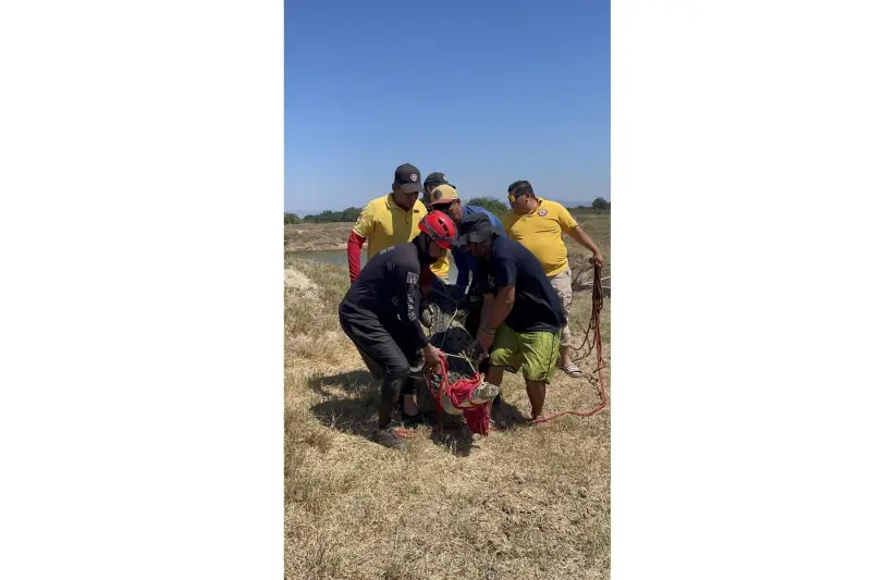 Capturan caimán que había generado alerta en comunidad de Cristo Rey, en Escuinapa