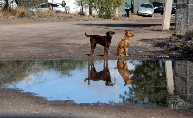 Campaña ‘Salvando La Vida Animal’ en Hermosillo rescatará y esterilizará perros callejeros gratis