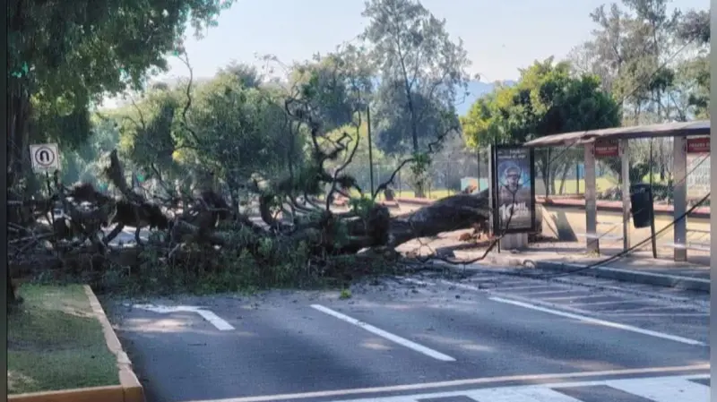 Caída de árbol afecta cables de luz y telecomunicaciones en Orizaba