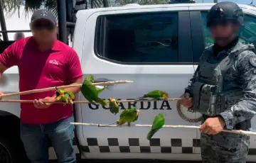 Incauta Profepa aves silvestres; se vendían cerca de retén en Tabasco