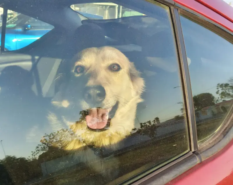 Riesgos a mascotas en las vacaciones: así es como puedes viajar seguro con ellos