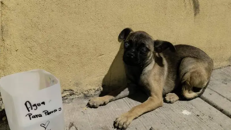 ¿Altas temperaturas? Consejos para prevenir la deshidratación en tus mascotas