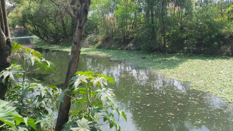 Alista gobierno municipal macrojornada para limpiar de lirio río Tepeji