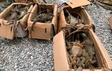 Rescatan 192 iguanas verdes en autobús en Oaxaca