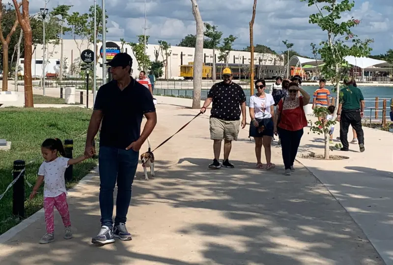 Tras ataque de pitbull en La Planca, Ayuntamiento busca regular tenencia canina en Mérida