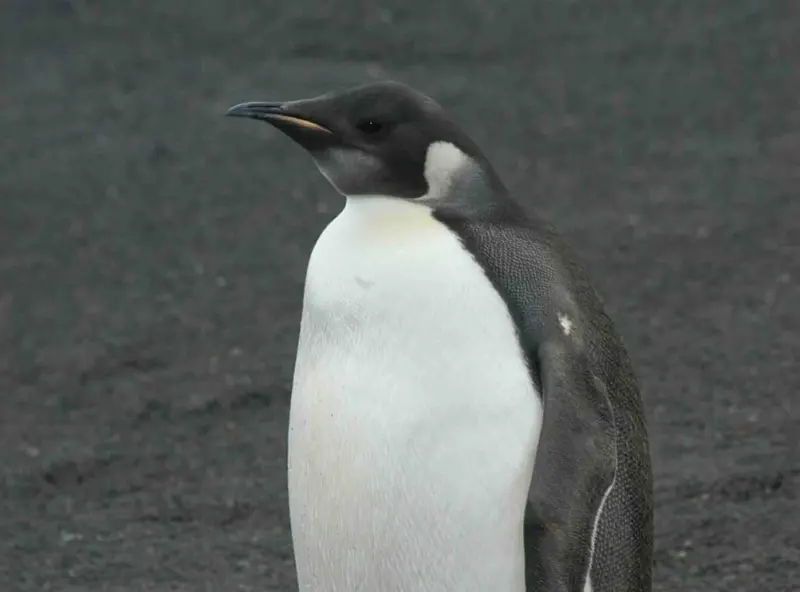 Especie de pingüino emperador podría reducirse a la mitad de la población de para la década de 2080 por calentamiento global