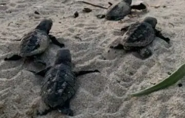 Captan saqueo de huevos de tortuga en Playa Escobilla, Oaxaca
