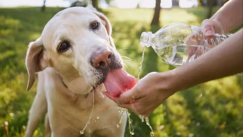 Demuestra amor por tus mascotas y protégelos del calor intenso