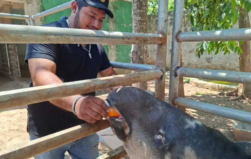 Celebran al tapir: El Zoológico La Reina abrió sus puertas en jornada especial