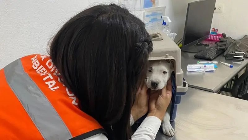 Rescatan 5 perros en situación de maltrato en Escobedo