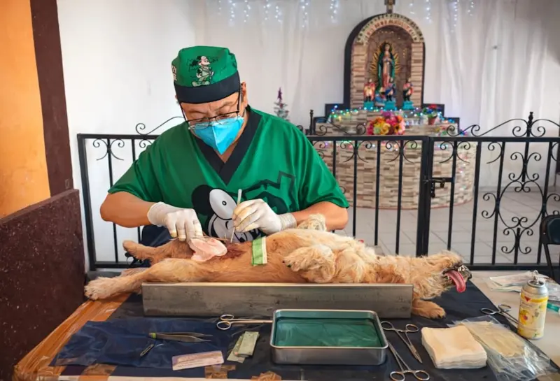 Refuerzan control de perros y gatos con esterilizaciones y vacunación