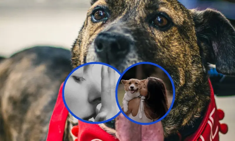 ¿Oler aliento a los lomitos y besarlos? En EEUU empresa de mascotas ofrece trabajos como parte de una investigación con un salario de mil dólares por hora
