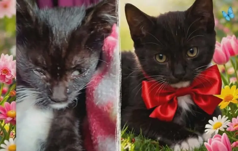 Feria de adopción, vacunación gratuita y bazar con causa